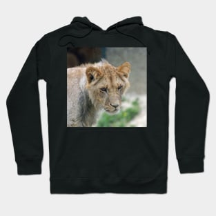 Lion 029 Hoodie